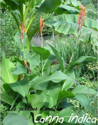 Canna indica (balisier) 
